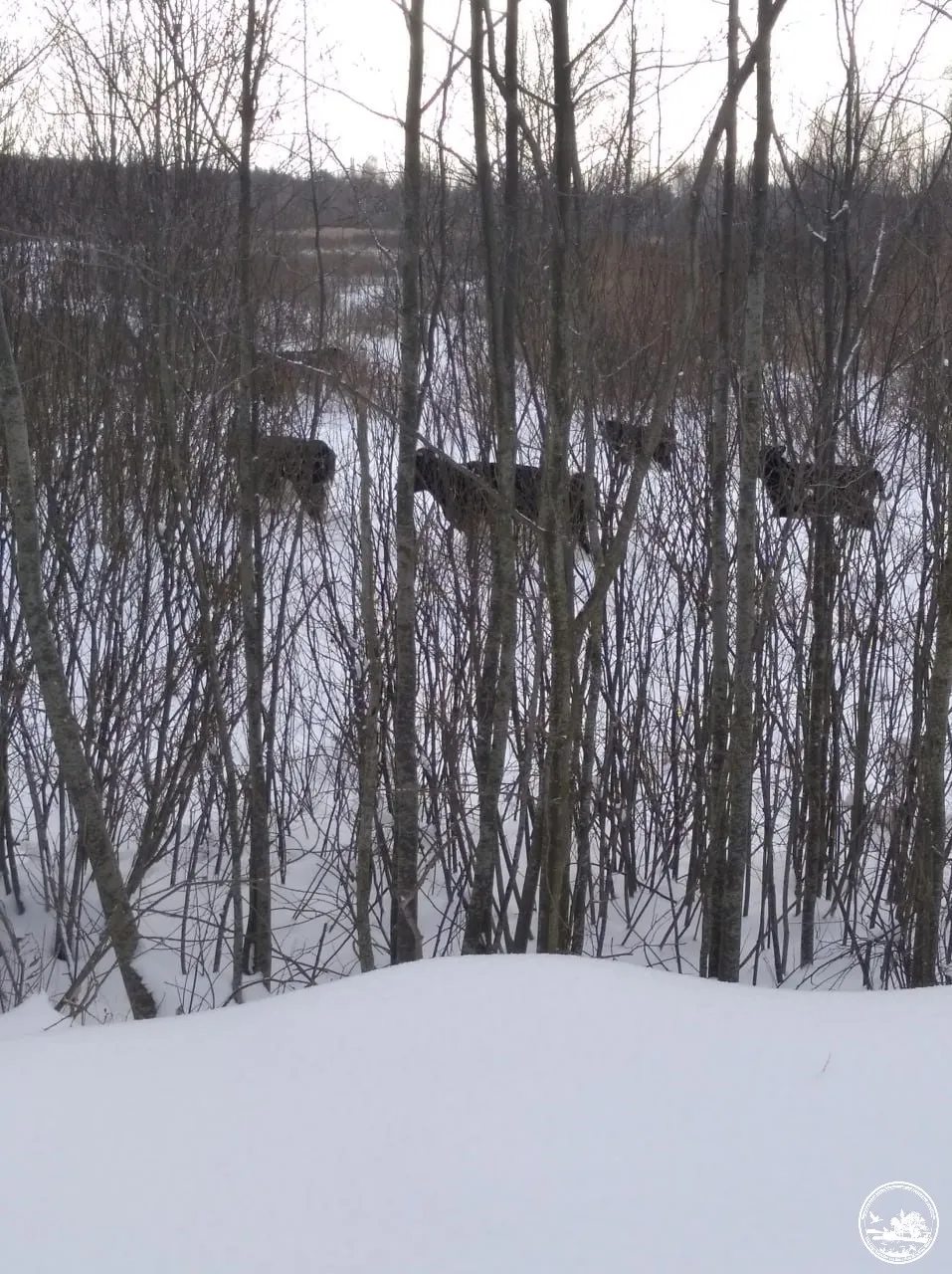 В Чорнобилі живе стадо здичавілих корів 