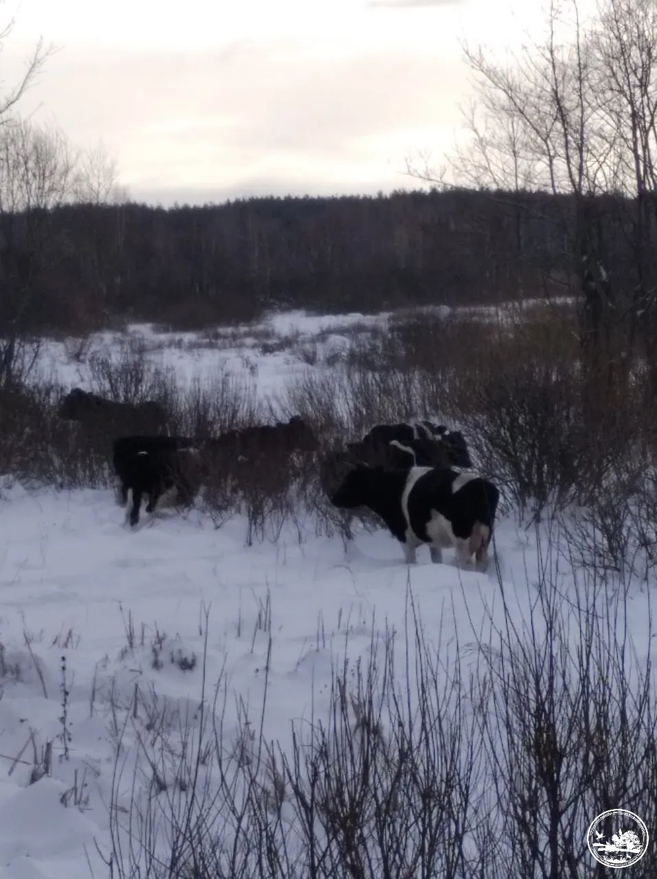 Цікаві факти про чорно-білих корів у Чорнобилі
