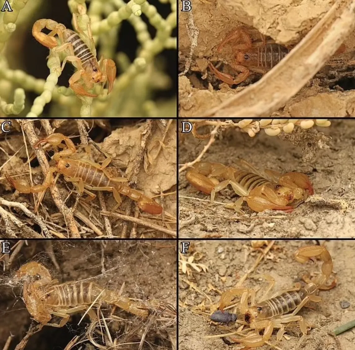 Особи нового виду скорпіонів відрізняються за кольором