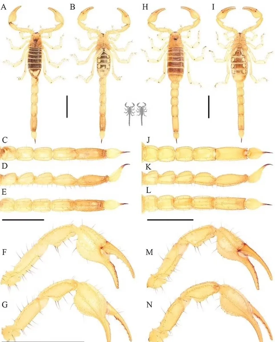Строение тела скорпиона бассейна Туларе