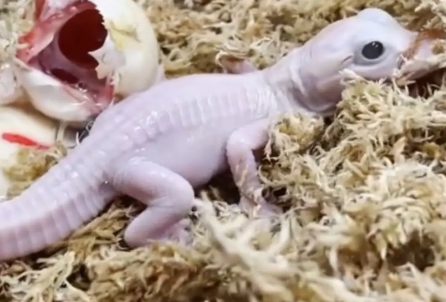 Перед годом Дракона родился первый в мире белый аллигатор