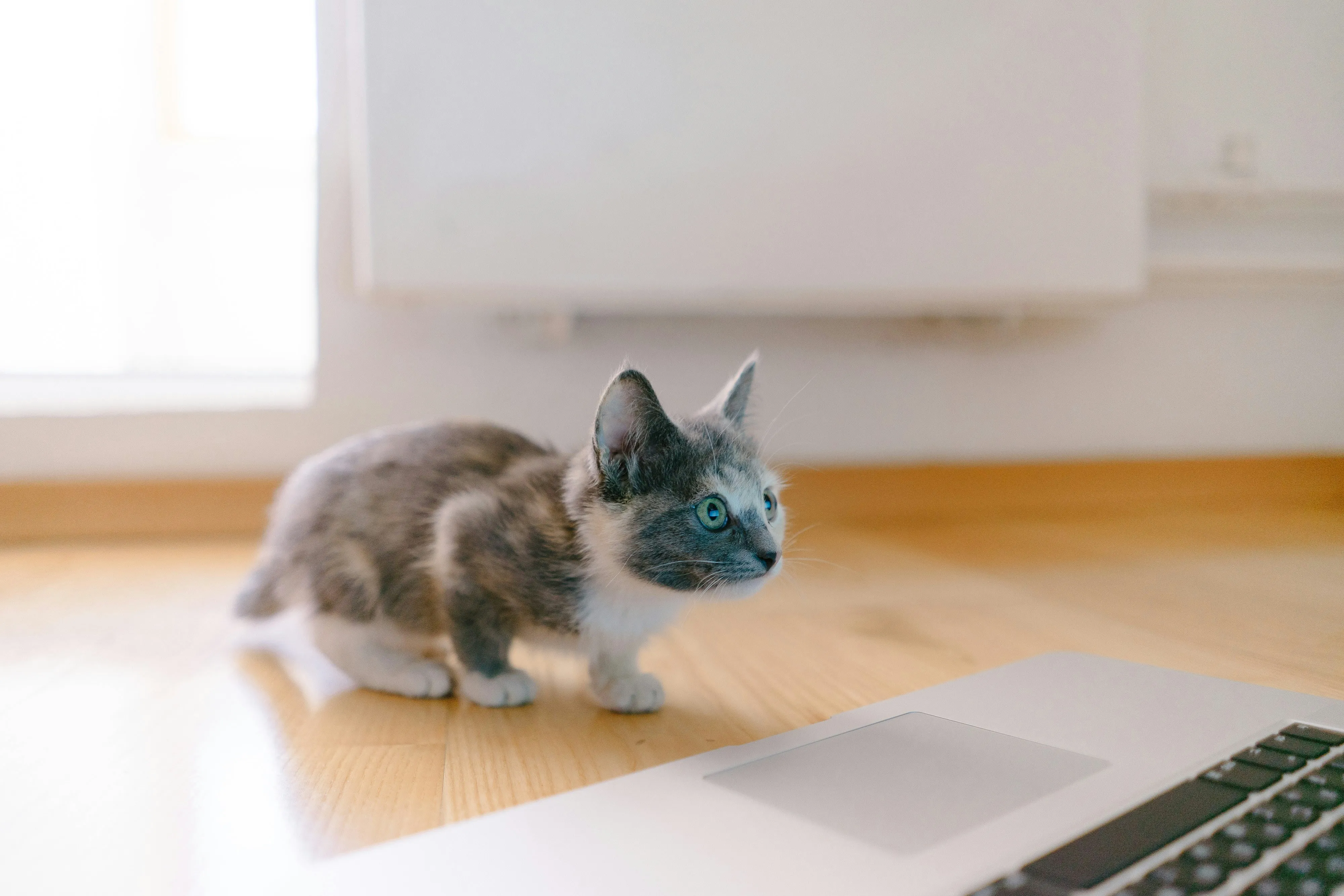 Чому коти люблять лежати на клавіатурі комп'ютера