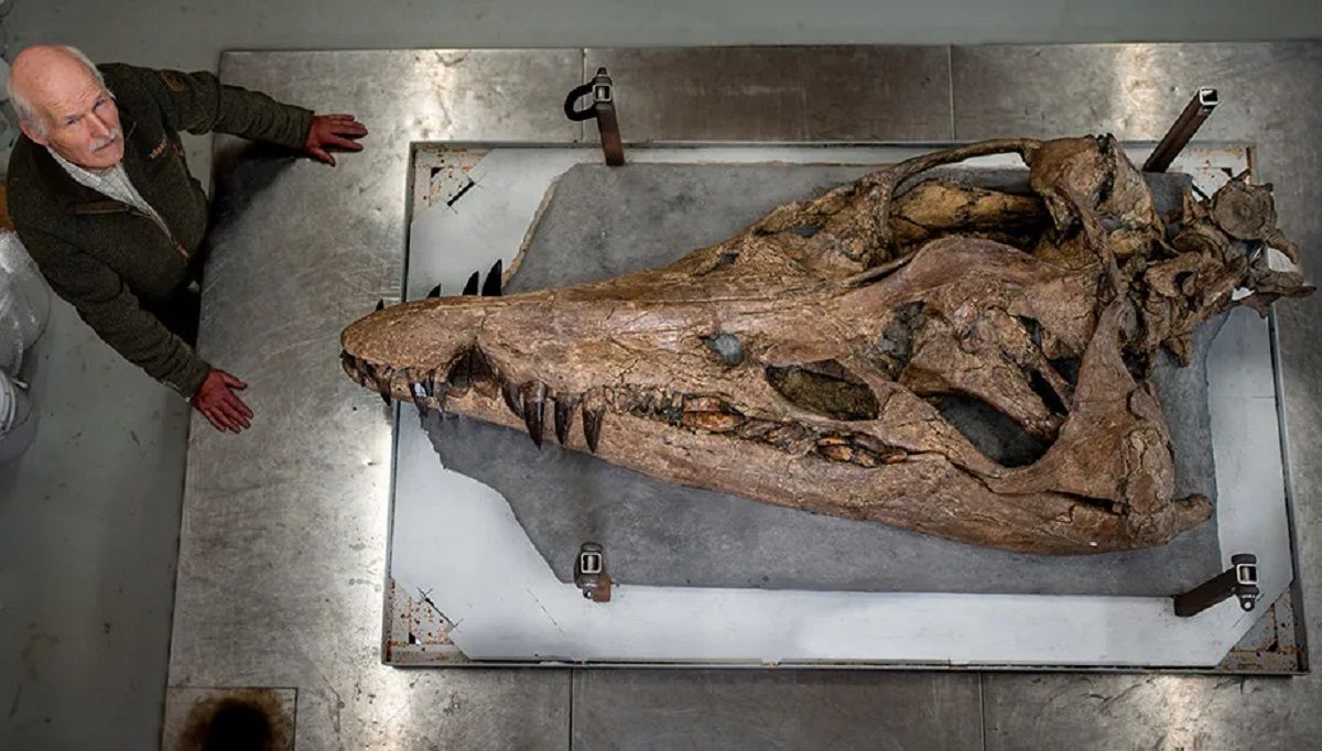 Череп гігантського пліозавра Череп гігантського пліозавра