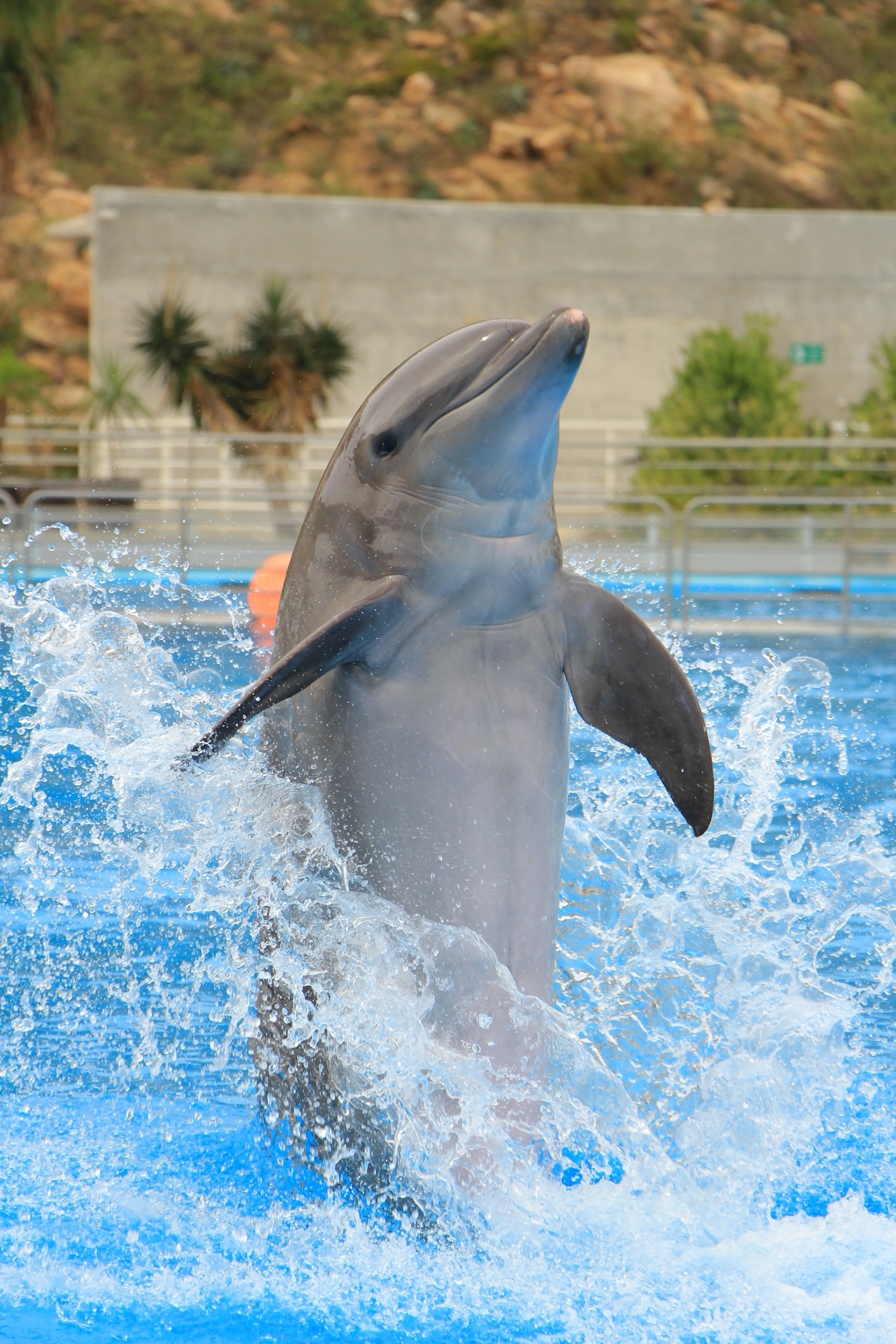 Дельфін зі звичайними плавниками