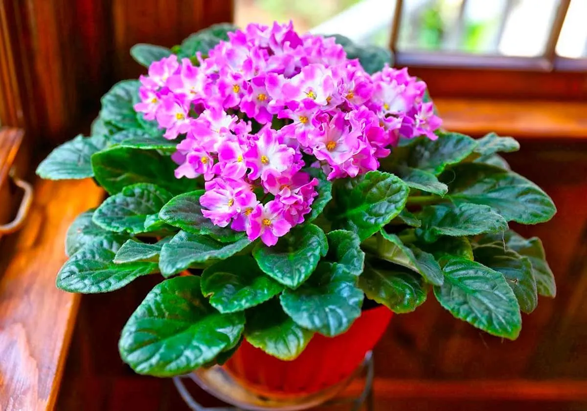 Фиалка Фиалка