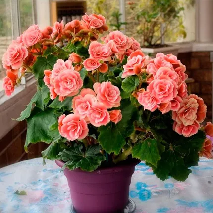 Бегония Бегония