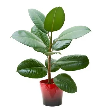 Фикус Фикус