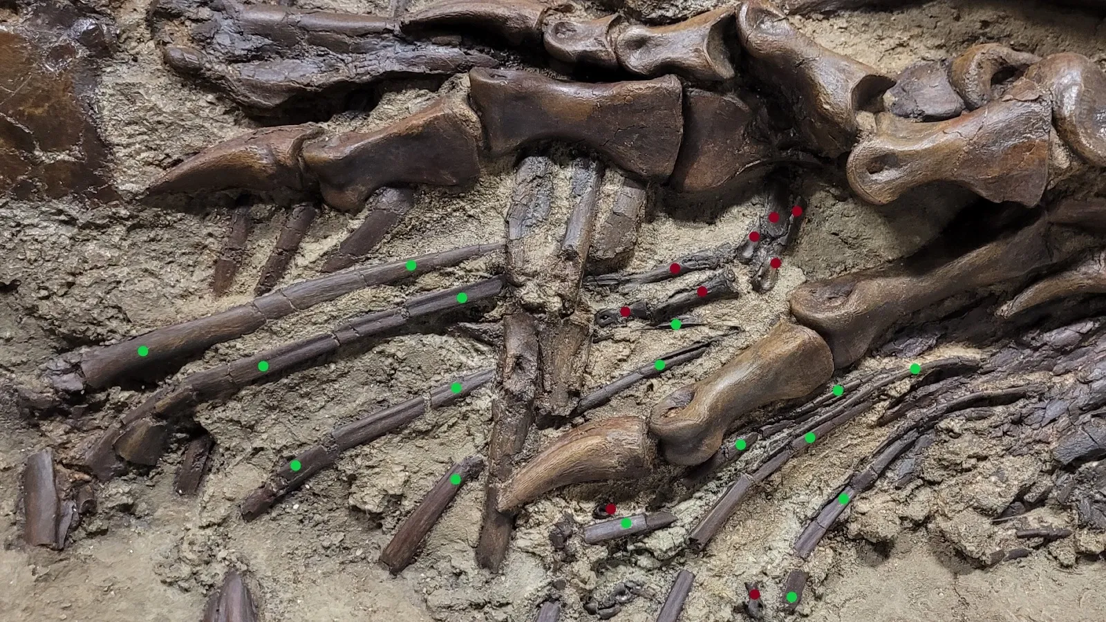 На цьому фото реберні кістки горгозавра виділені зеленими крапками, а кістки пальців ніг C. elegans - червоними.