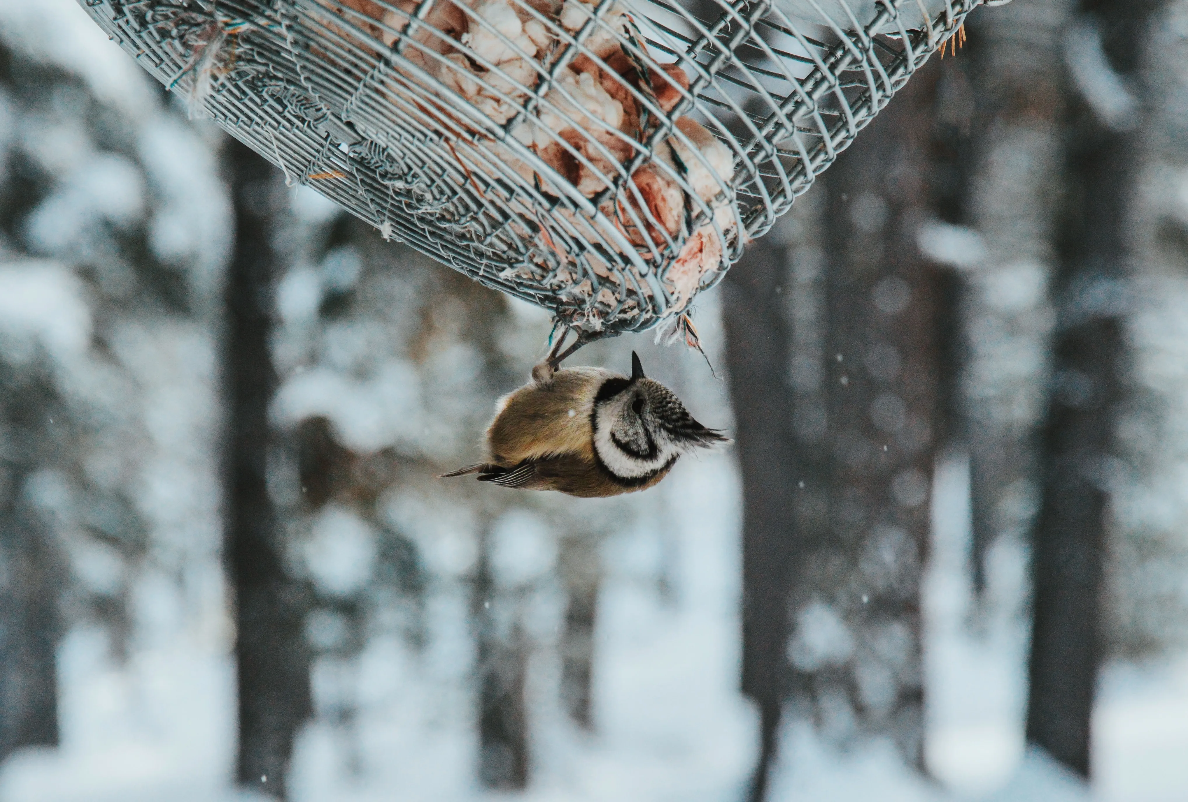 Українців просять підгодовувати птахів взимку