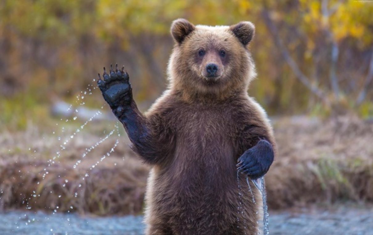 Медведь или медведь - как правильно назвать млекопитающего на украинском