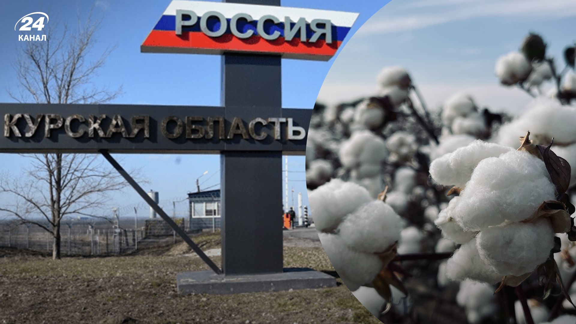 Бавововна в Курській області - 24 Канал Бавововна в Курській області - 24 Канал