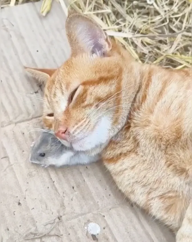 Подушка в виде мыши для кота