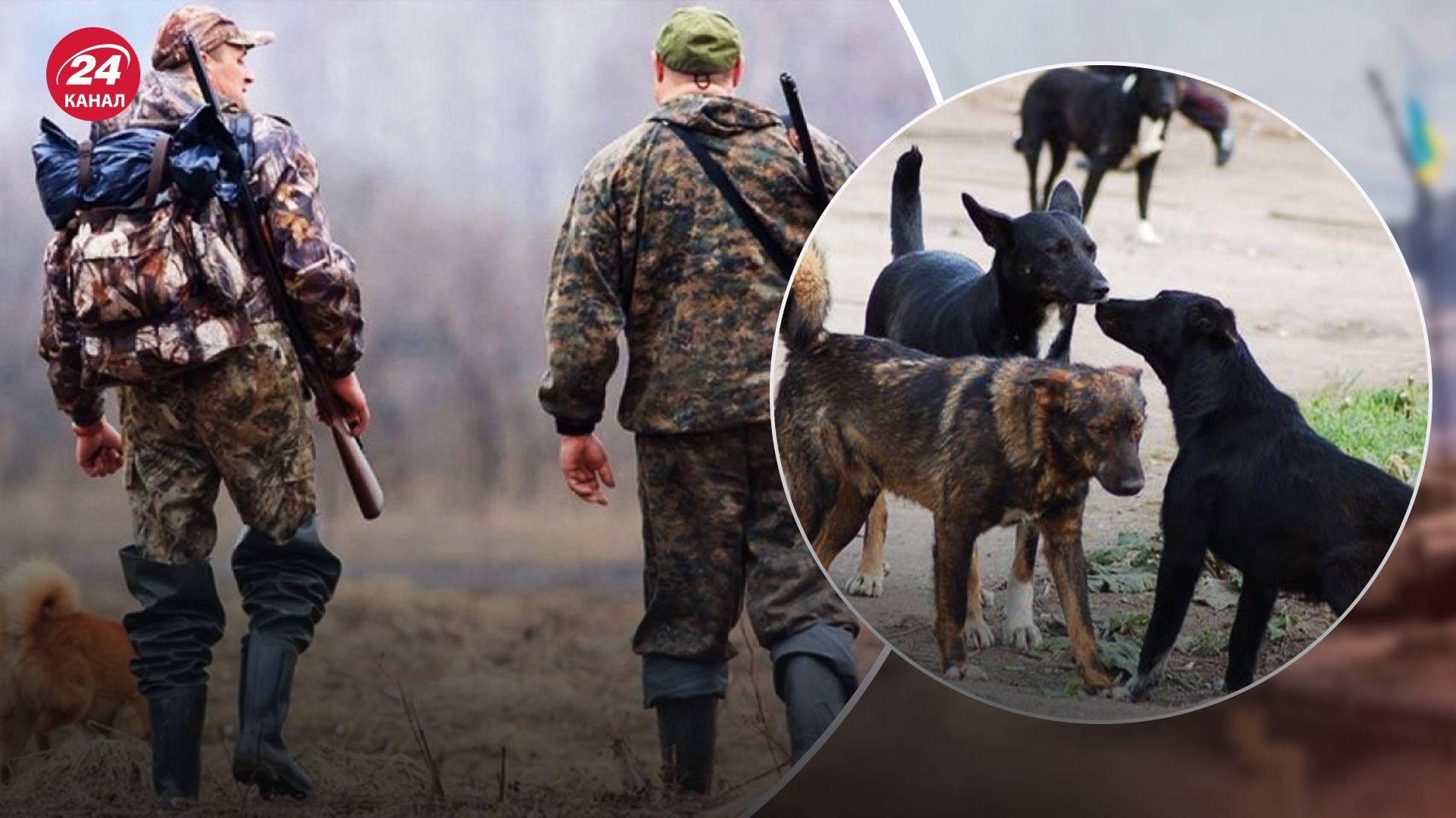 Радеховский городской совет постановил отстреливать бродячих и охотничьих собак