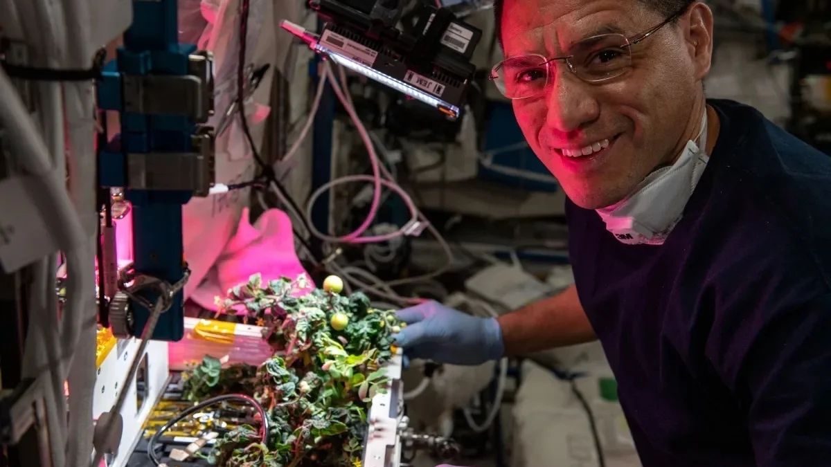 Экипаж МКС нашел пропавшие год назад помидоры