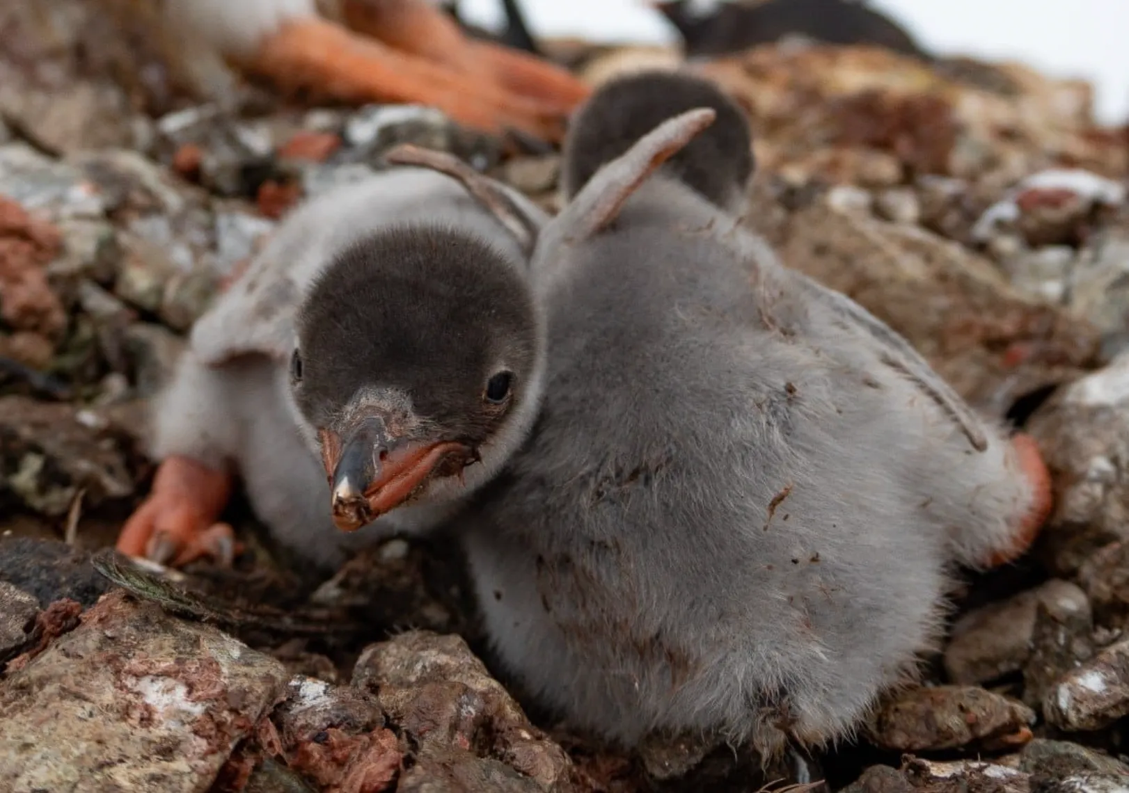 Новорожденные пингвинята