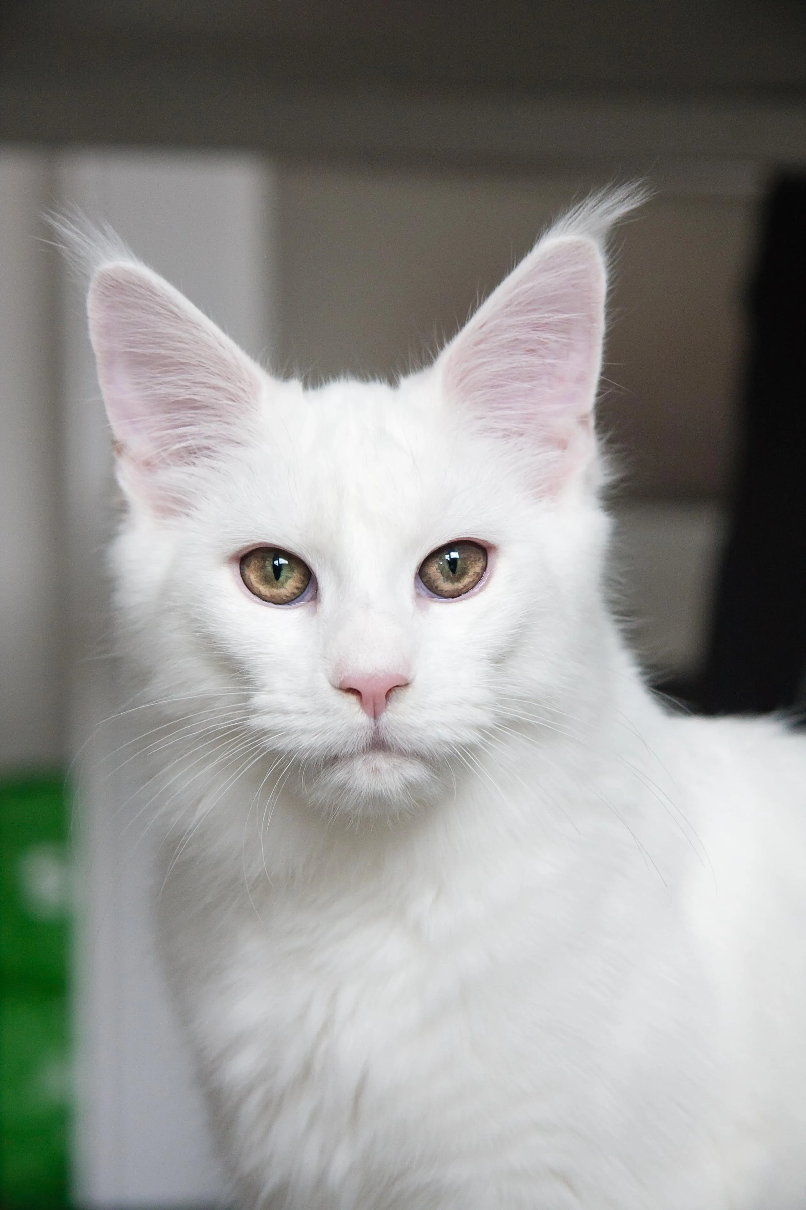 Який характер у білих кішок
