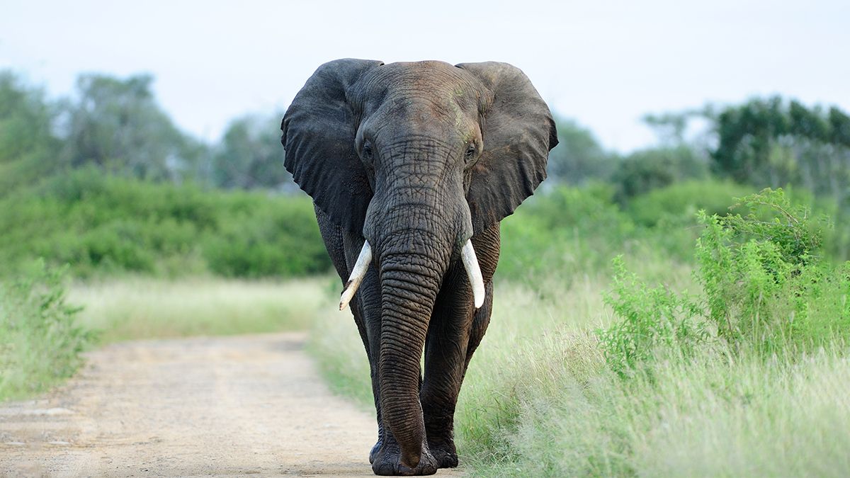 Таємниця загибелі сотень африканських слонів нарешті розгадана