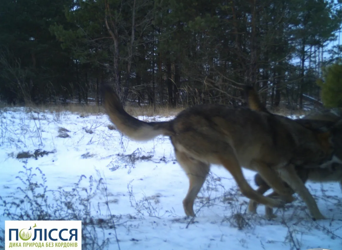 Вовк у Чорнобилі