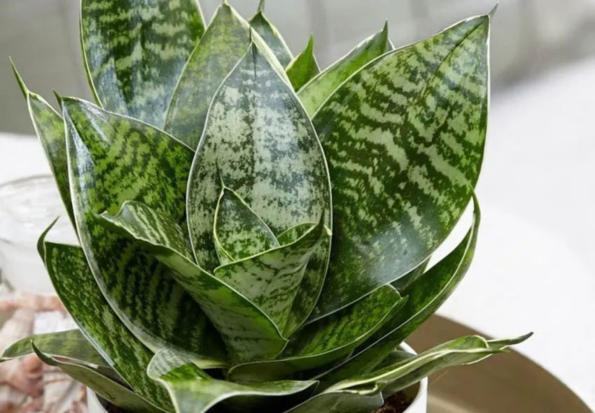 Сансевиерия Сансевиерия