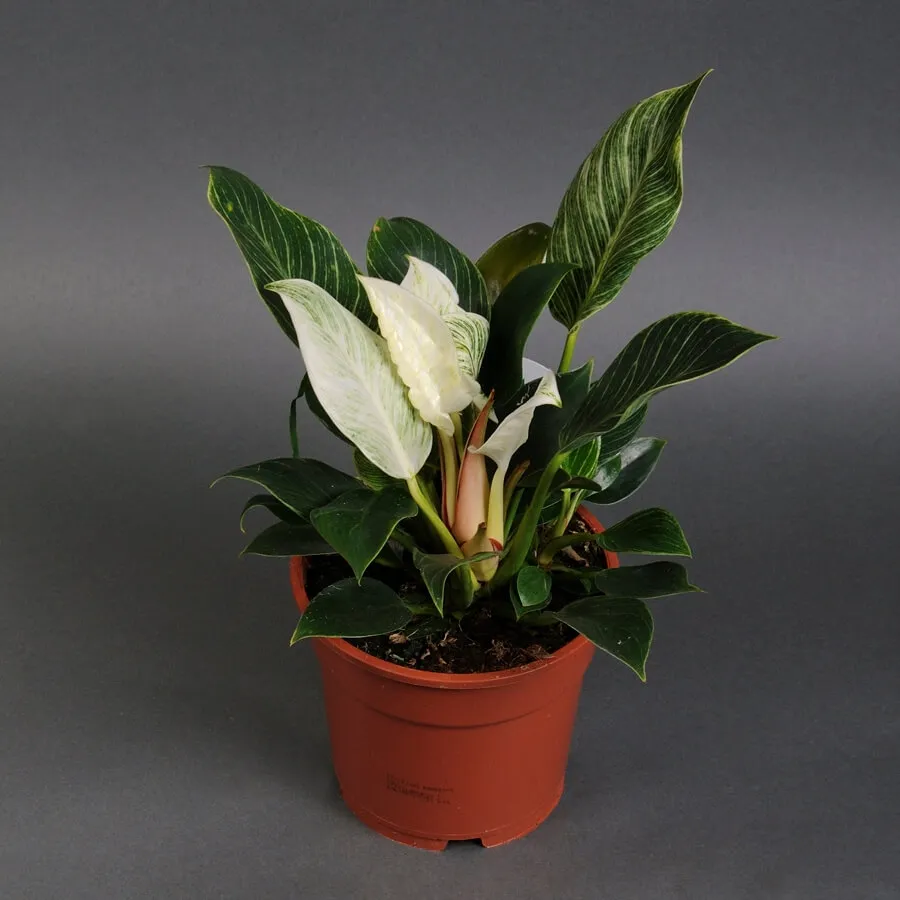 Филодендрон Филодендрон