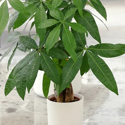 Пахиро Пахиро