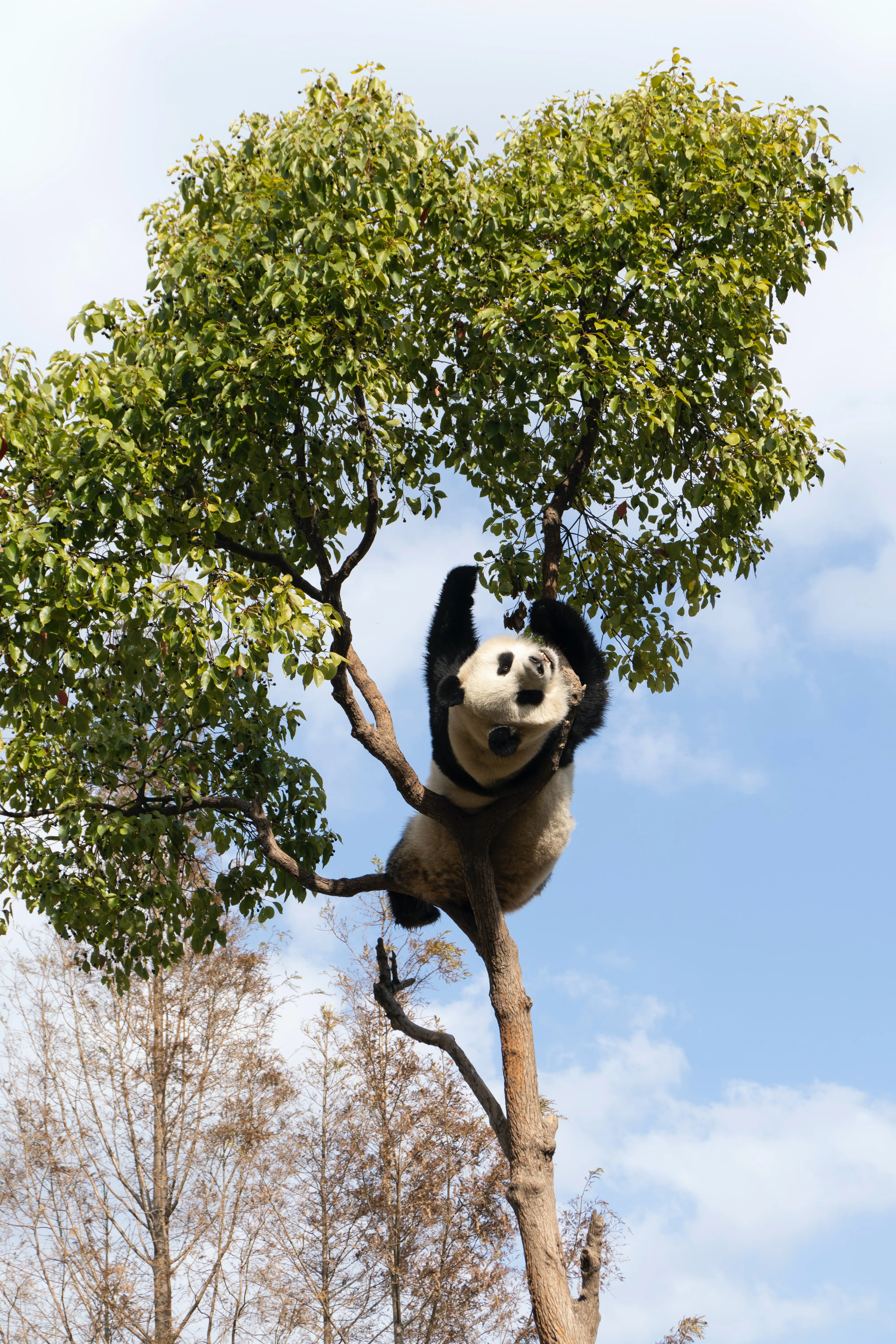 Панды оставляют на деревьях сообщения для родственников и друзей
