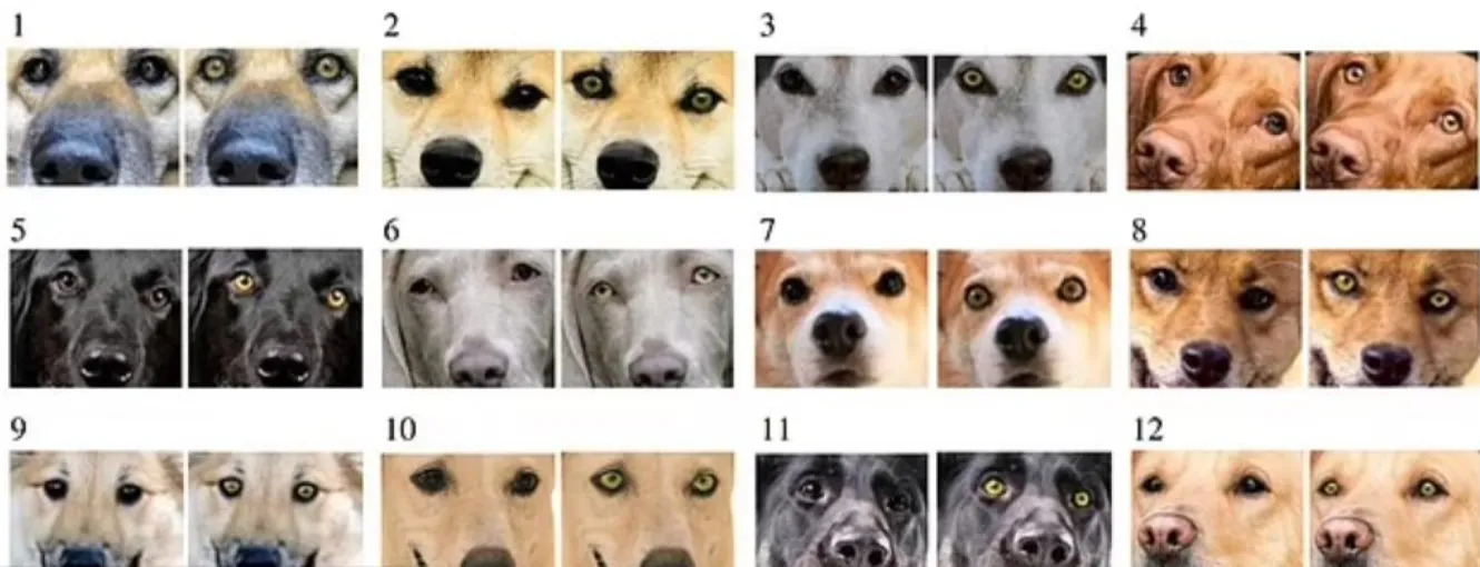 Цвет глаз собак изменил восприятие людей