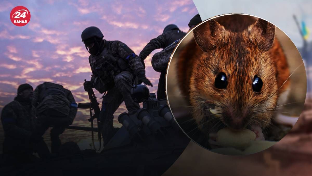 Миші підривають бойовий дух і псують техніку Миші підривають бойовий дух і псують техніку