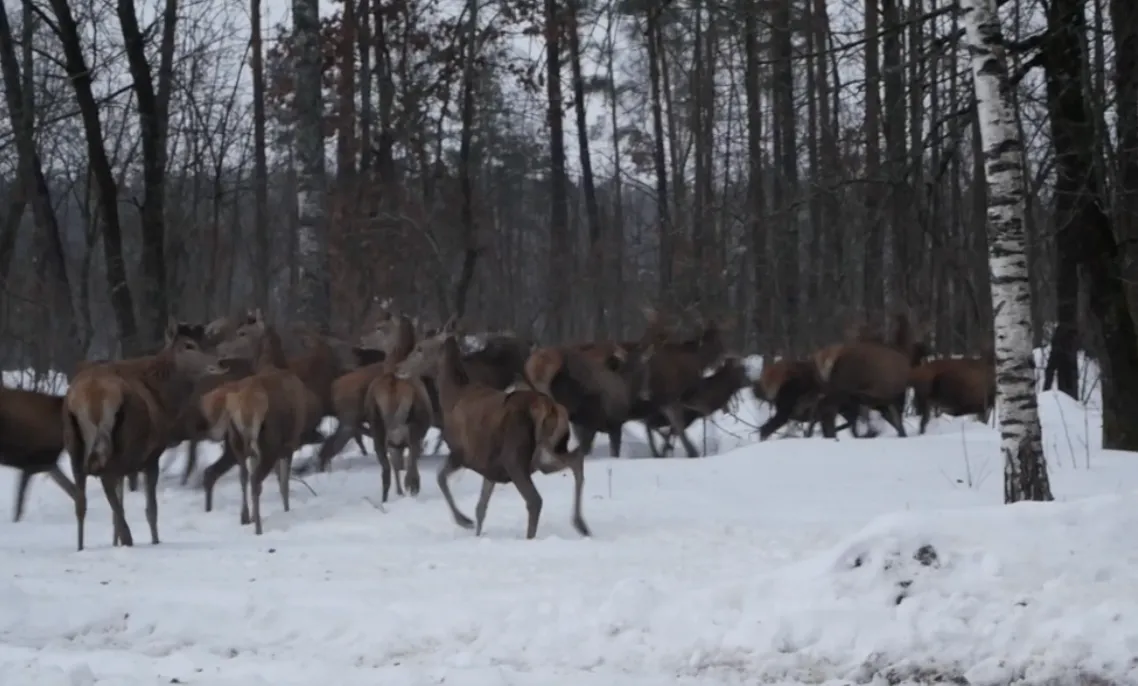 В Черниговскую область завезли 165 благородных оленей