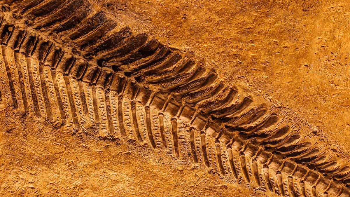 Ученые назвали новую вероятную причину массового вымирания 500 миллионов лет назад Ученые назвали новую вероятную причину массового вымирания 500 миллионов лет назад