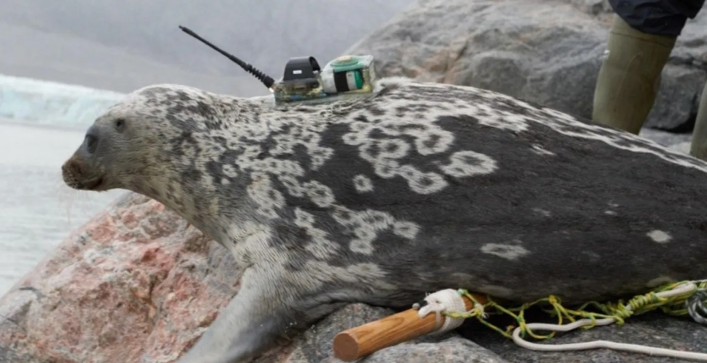 Тюленям установили на спину спутниковый передатчик