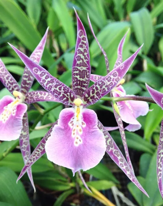 Брассия Брассия