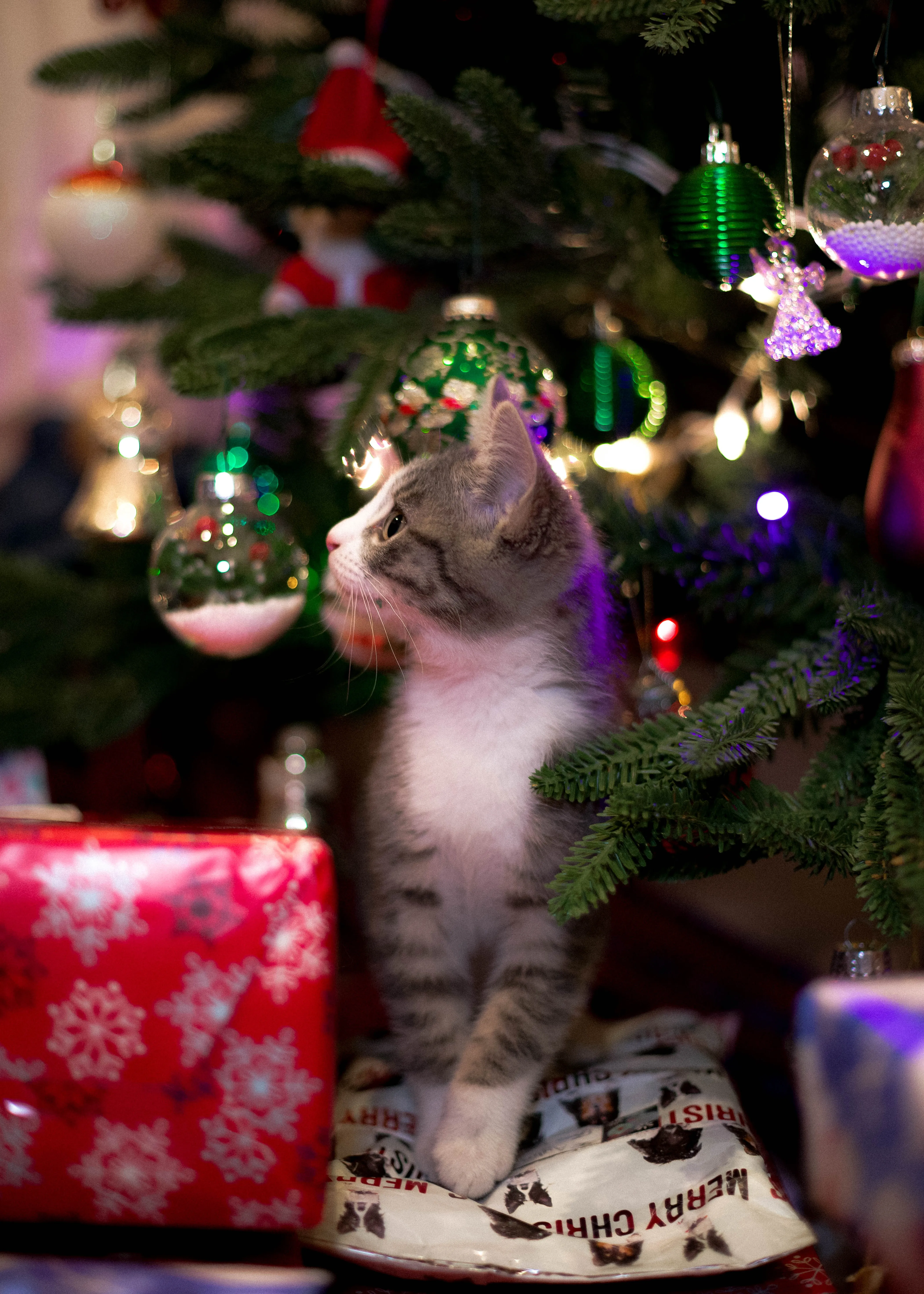 Чому коти одержимі новорічними прикрасами та ялинкою
