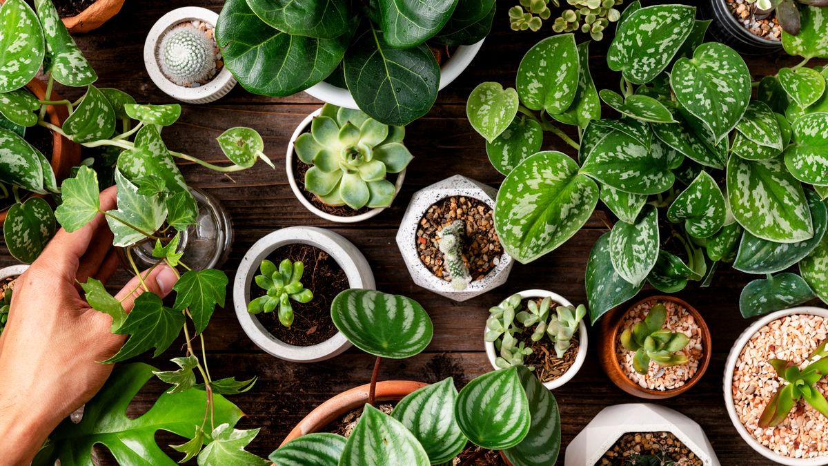 Электронная почва ускоряет рост растений, экономит удобрения и энергию Электронная почва ускоряет рост растений, экономит удобрения и энергию