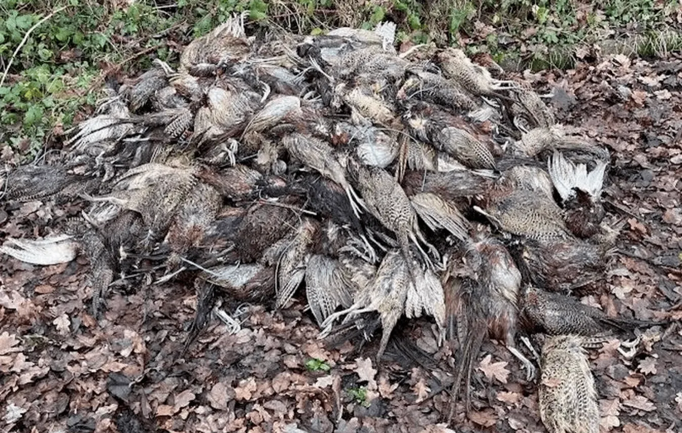 Перед Рождеством в Британии обнаружили кучу мертвых фазанов
