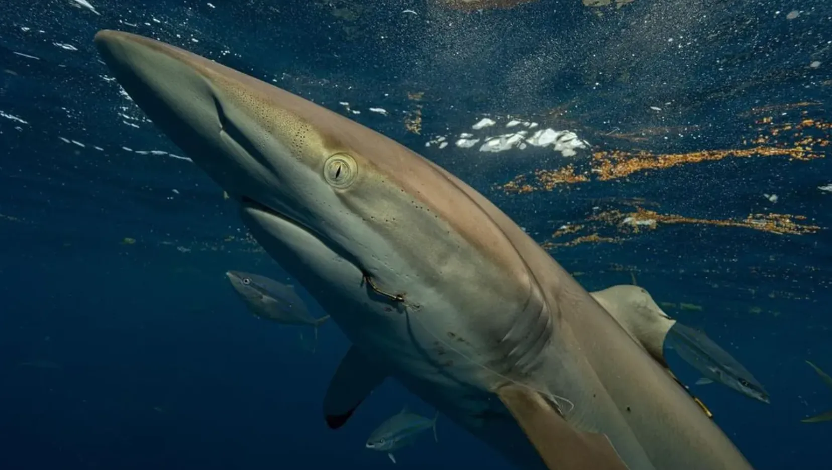 Шелковистая акула с регенерированным плавником почти год спустя