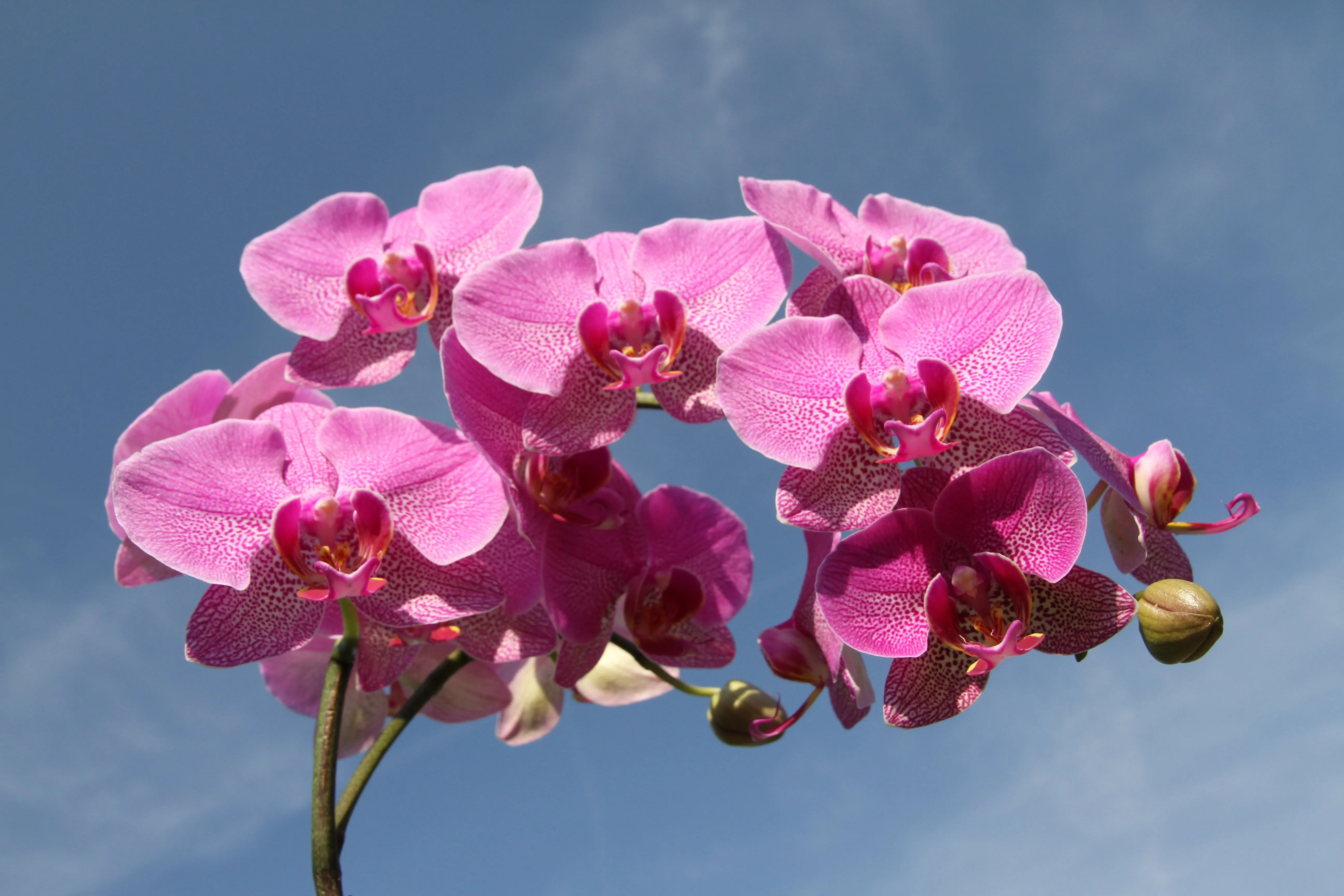 Советы по уходу за орхидеей зимой