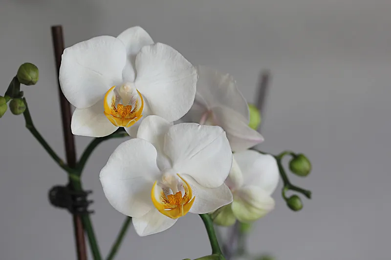 Орхідея вдома Орхідея вдома