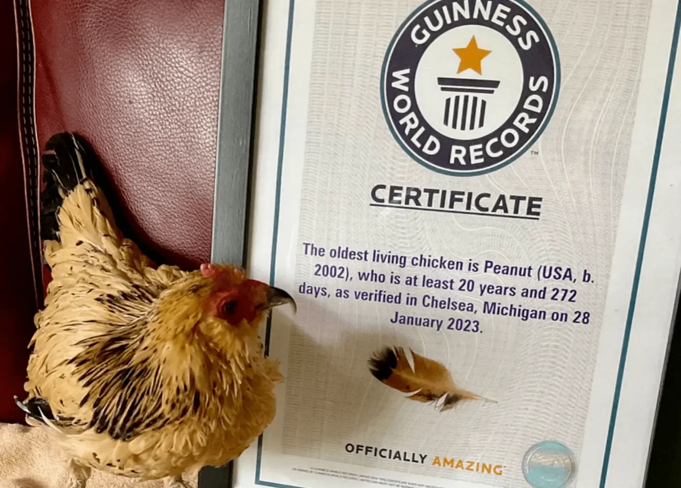 Умерла самая старая курица в мире, занесенная в Книгу рекордов Гиннесса