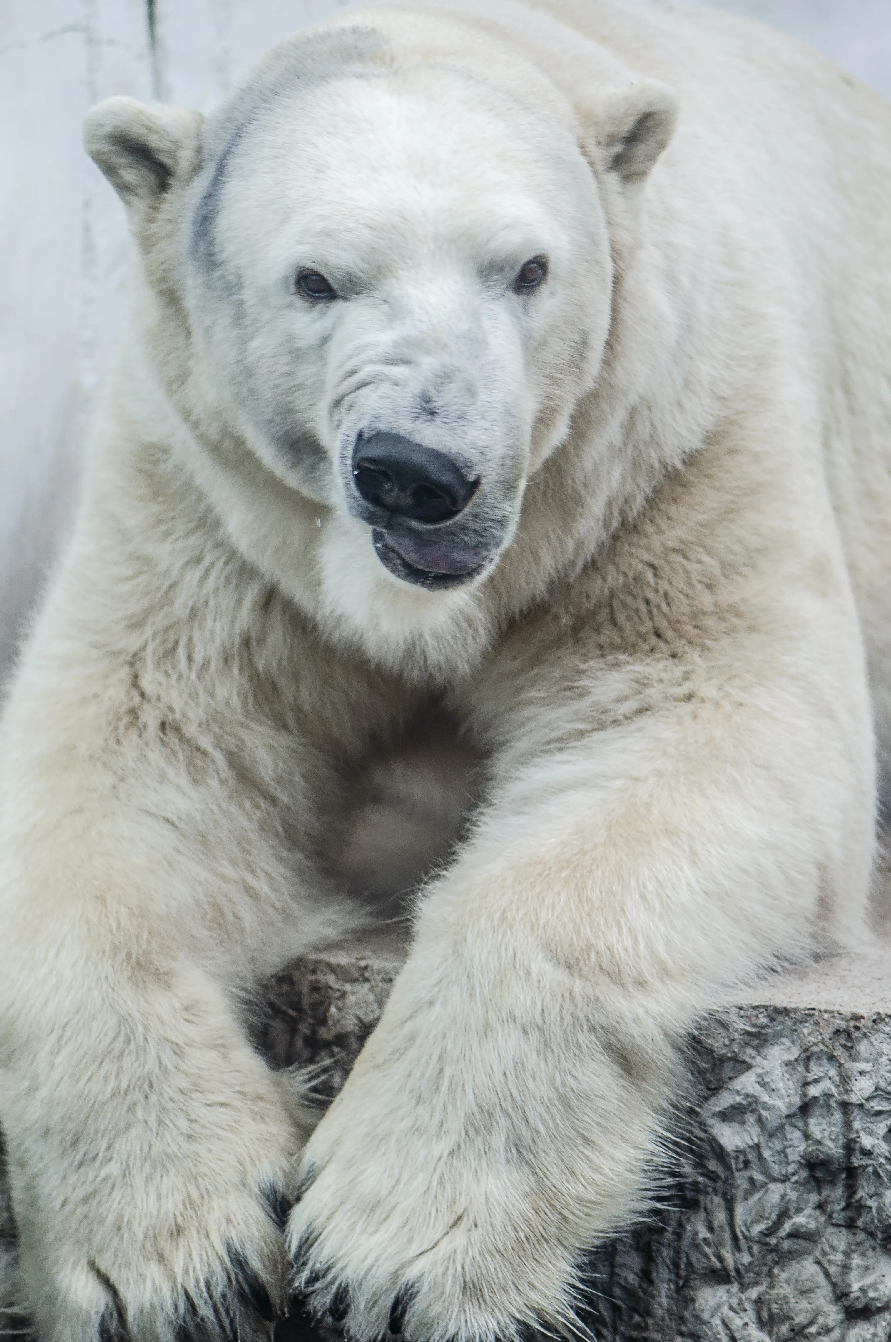 На Алясці вперше помер білий ведмідь від пташиного грипу