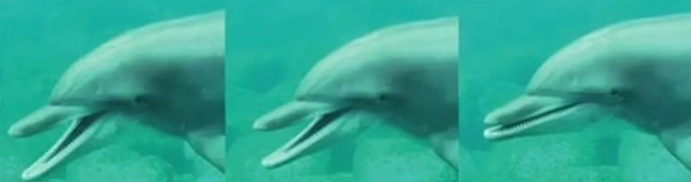 Ученые впервые заметили, как дельфины зевают под водой