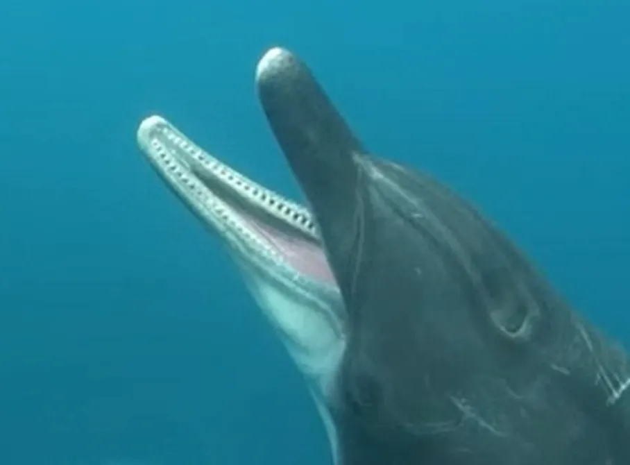 Как зевают дельфины
