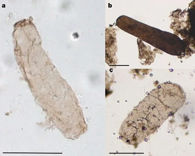 Изображение микроскопических образцов Navifusa majensis