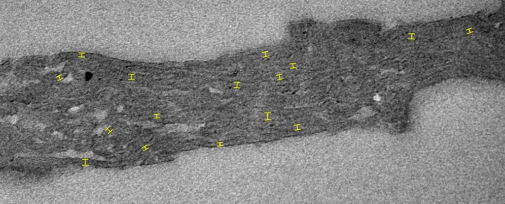 Изображение трансмиссионной электронной микроскопии образца Navifusa majensis, показывающей место измерения тилакоидов