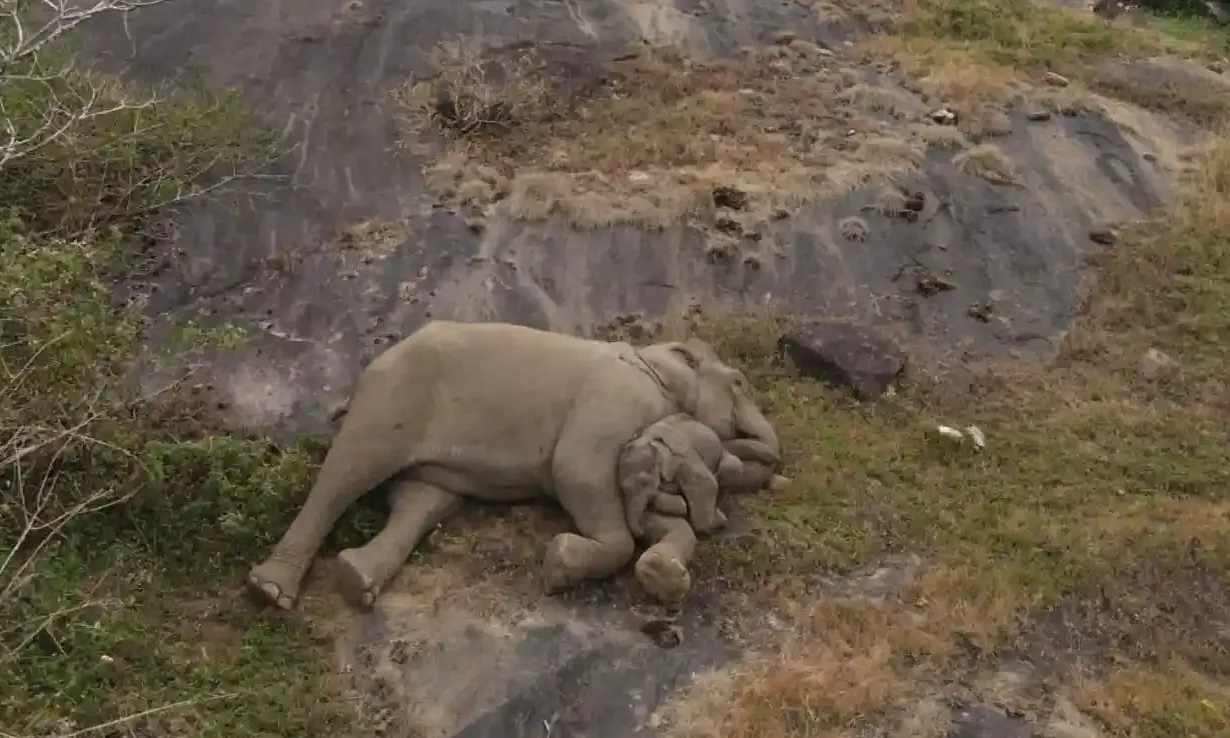 Слоненок, отделившийся от стада, воссоединился с мамочкой