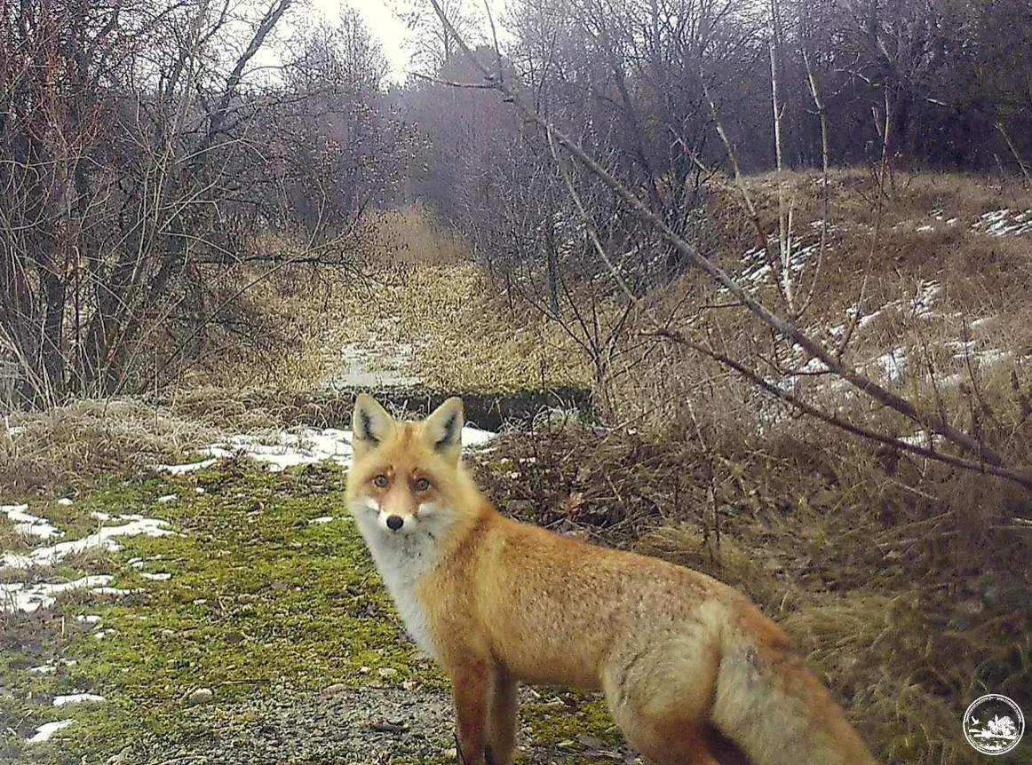 Лисиця у Чорнобилі