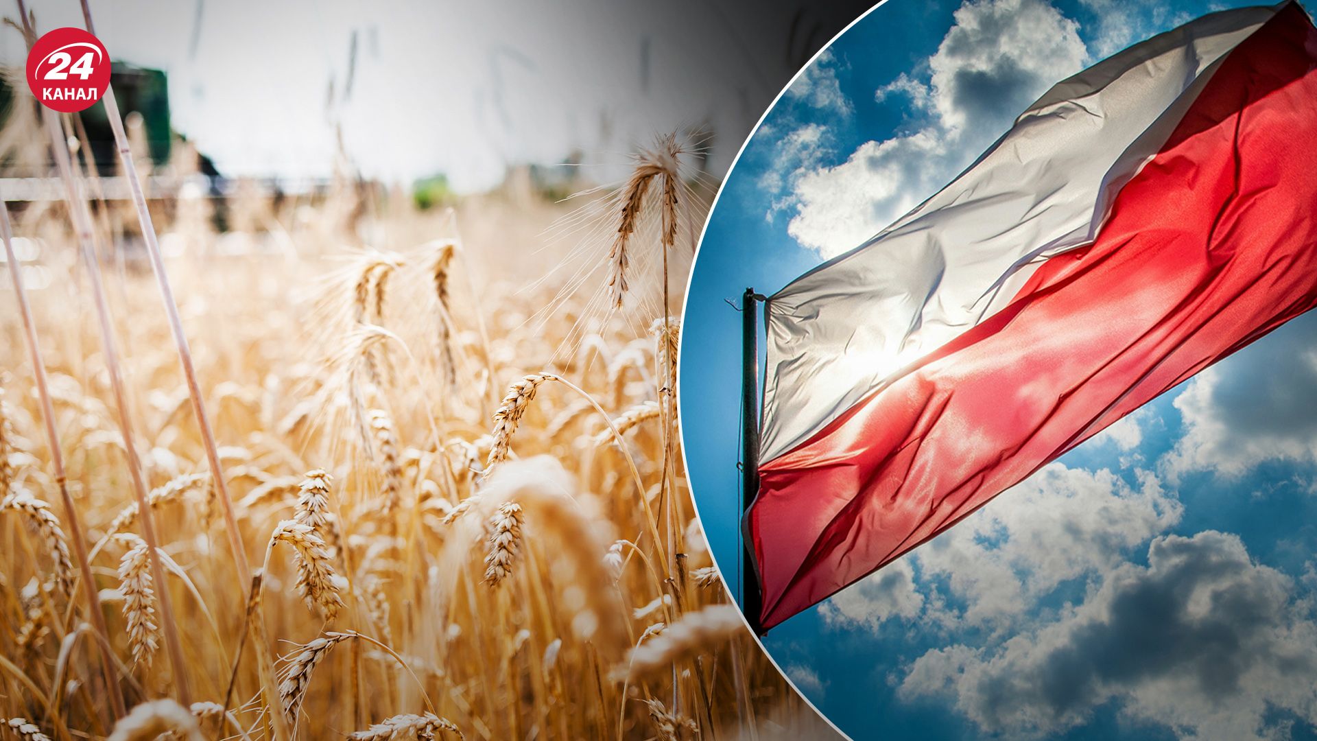 Почему поляки видят большую конкуренцию в украинском зерне Почему поляки видят большую конкуренцию в украинском зерне