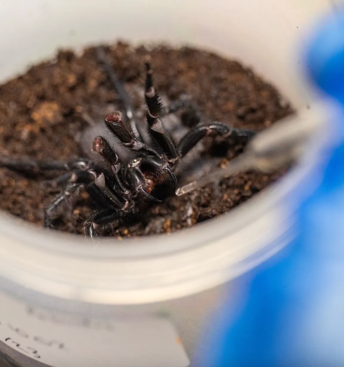 В Австралии нашли самого крупного самца ядовитого паука в мире