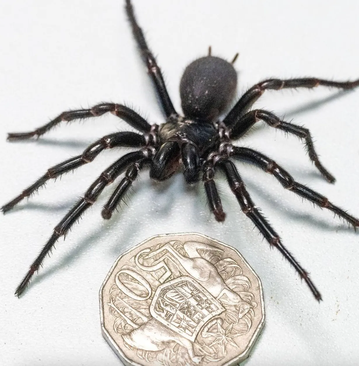 Сіднейський павук Геркулес