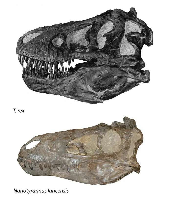 Порівняння тиранозавра та нанотиранозавра